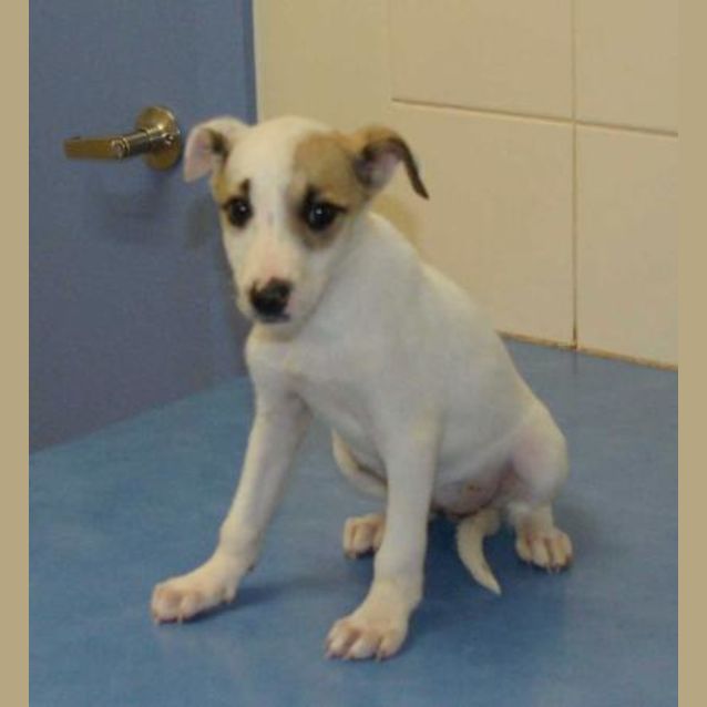 Photo of Blinkee