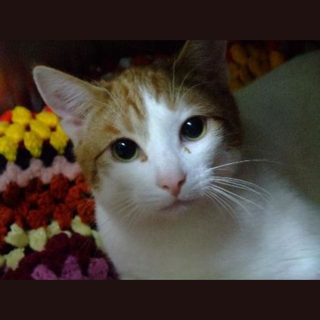 Photo of Basil C5423