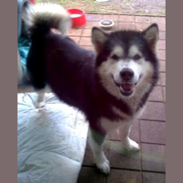 Photo of Kimba