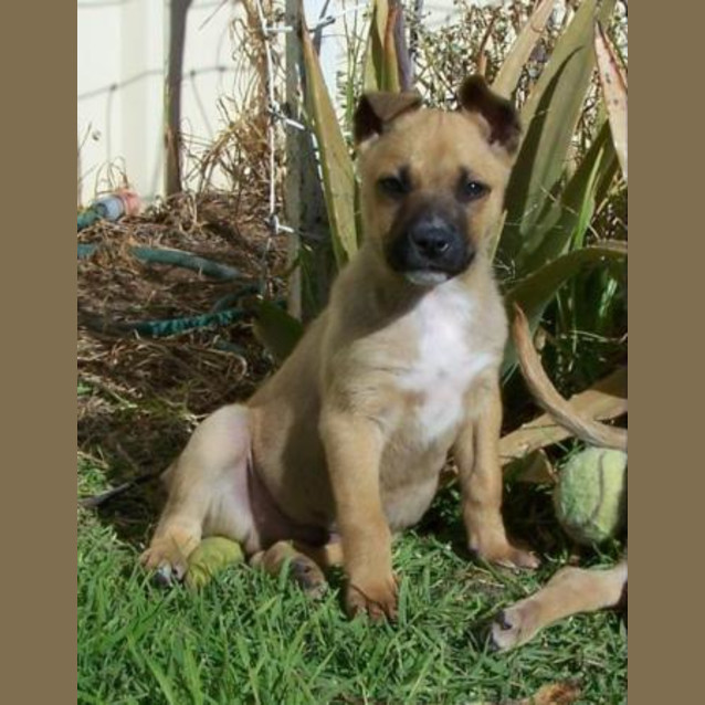 Photo of Beau Adoption Pending