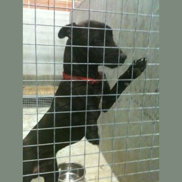 Photo of Impound:Special Needs Stumpy Foster/Adoption