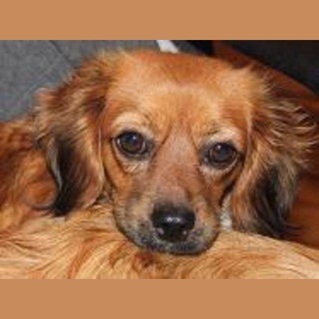 Photo of Saffy