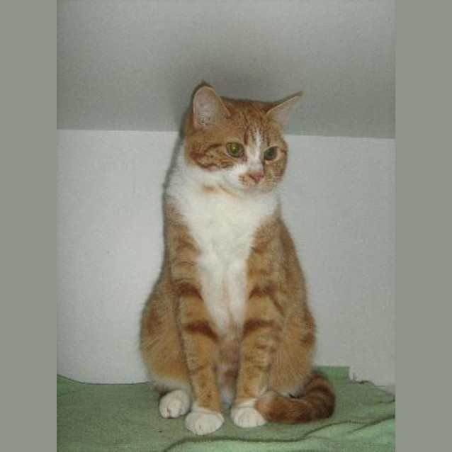 Photo of Milo