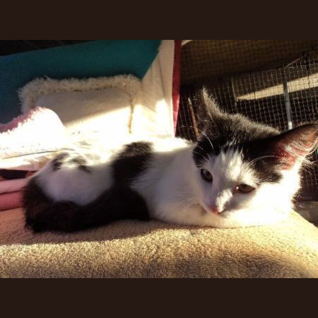 Photo of Little Cutie,$60