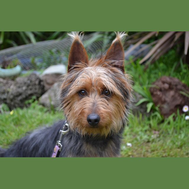 Photo of Darcy