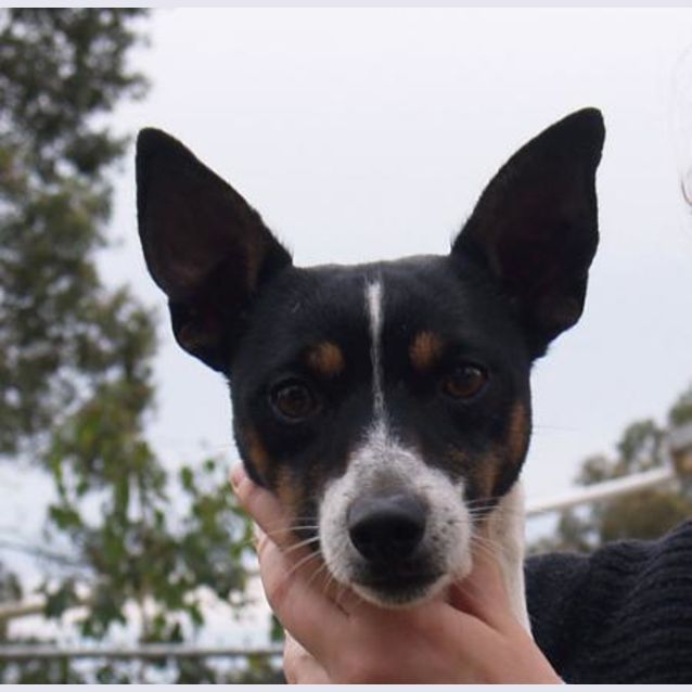 Photo of Morrie   Adoption Pending