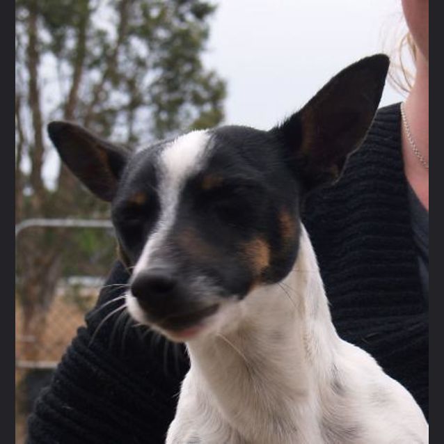 Photo of Montie Adoption Pending