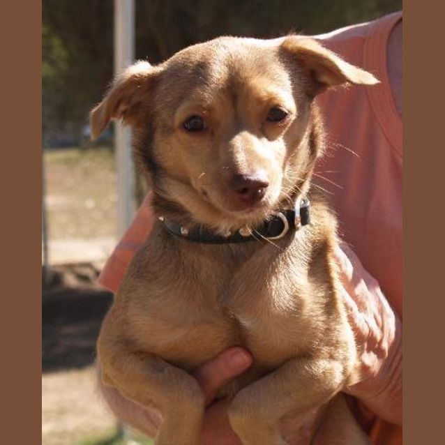 Photo of Lolli   Your Companion Animal!
