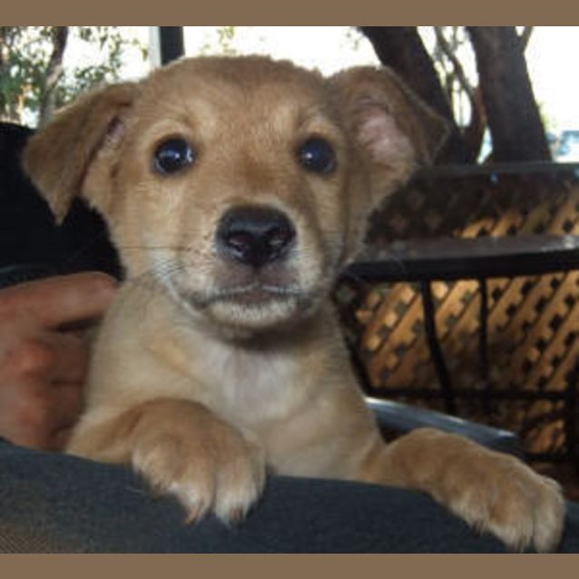 Photo of Caramel