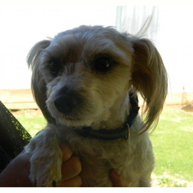 Photo of Teddy *On Trial In His New Home*