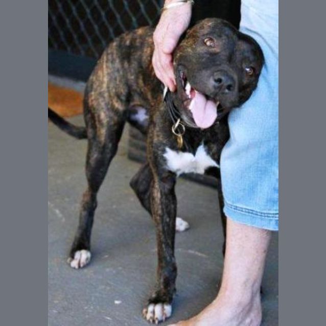 Photo of Ashanti (D1647) *Adopted*