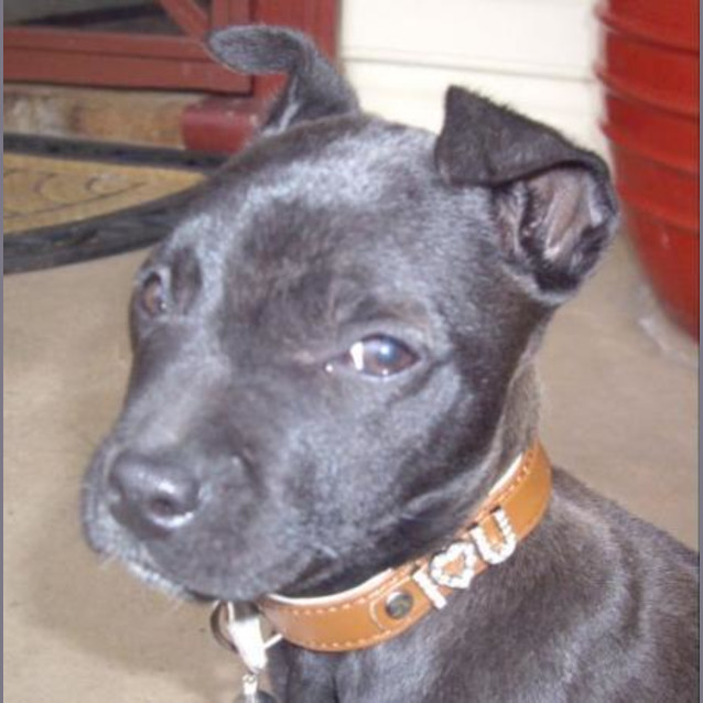 Photo of Coco Adopted