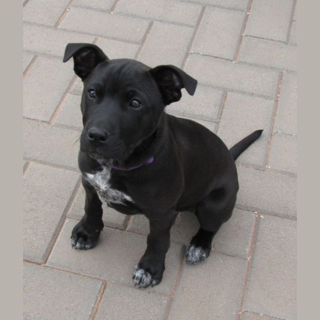 Photo of Bindii *On Trial In Her New Home*