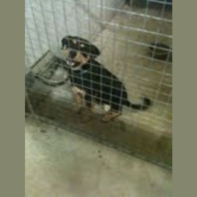 Photo of Impound: Sunny Needs Foster/Adoption