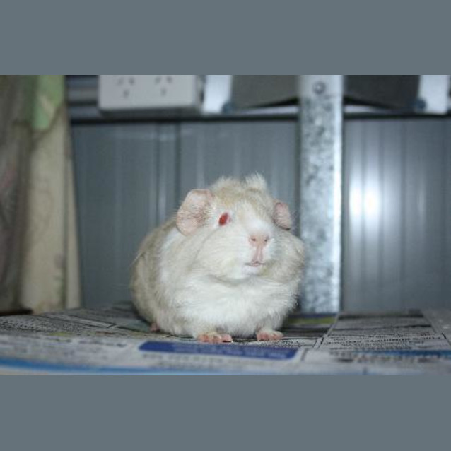 Photo of Hurley