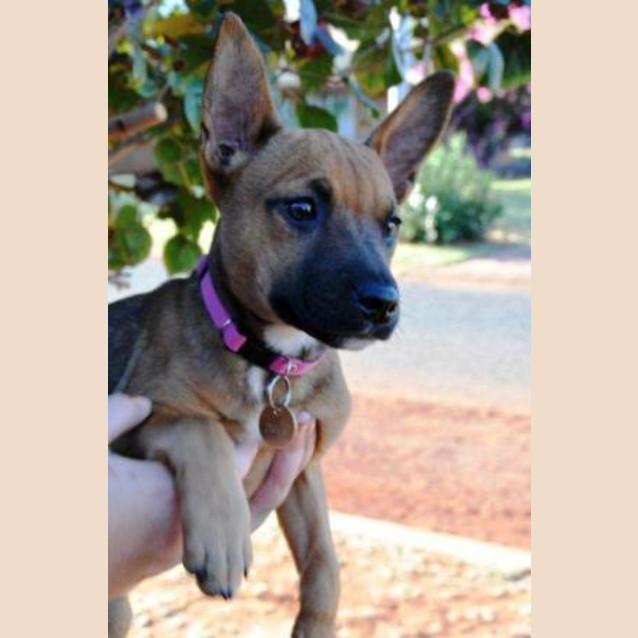 Photo of Leila (D1651) *Adopted*