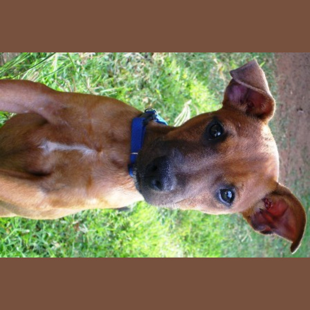 Photo of Baxter (D1650) *Adopted*