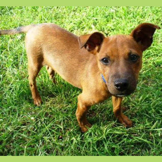 Photo of Baxter (D1650) *Adopted*