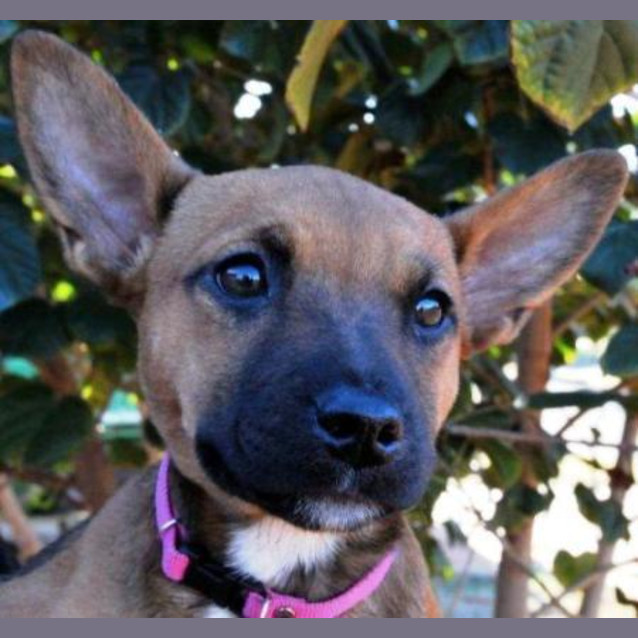 Photo of Leila (D1651) *Adopted*