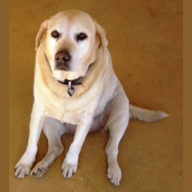 Photo of Grange (D1655) *Adopted*