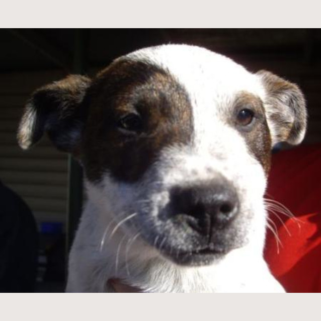Photo of Buster
