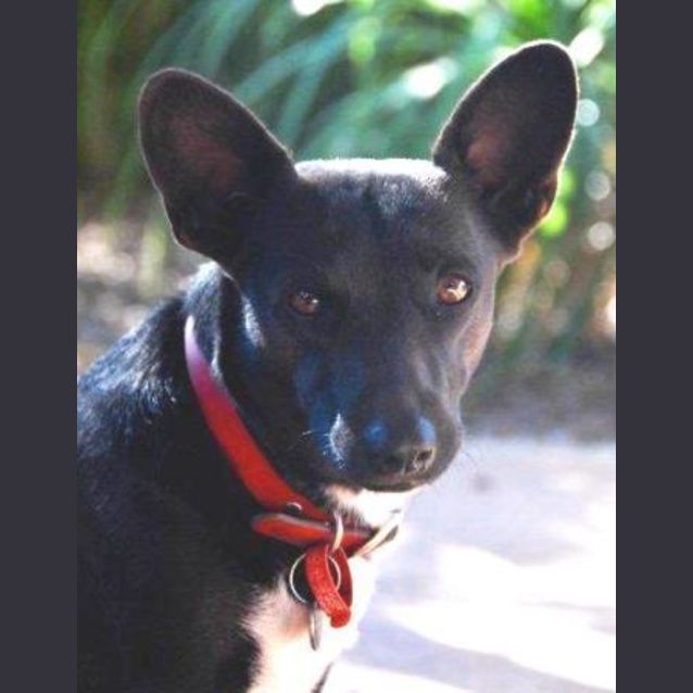 Photo of Missy (D881) *Adopted*