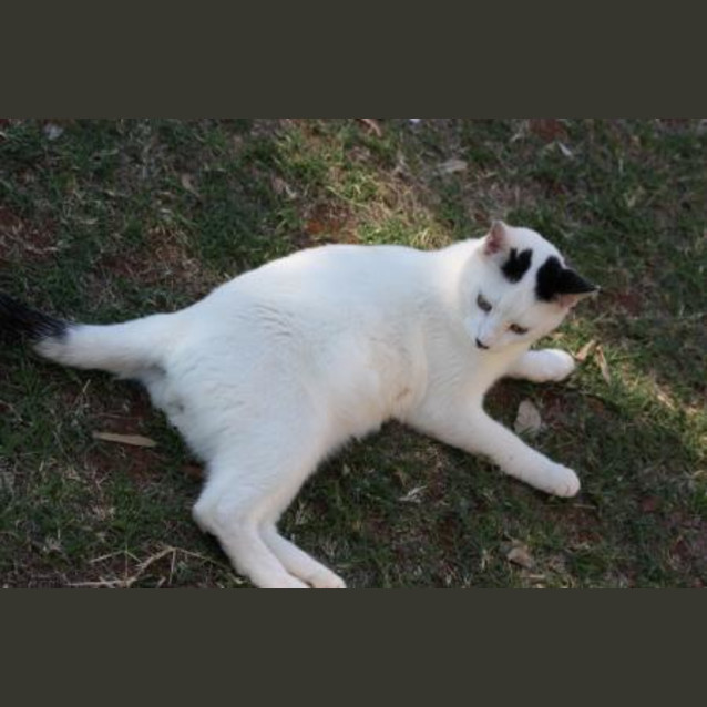 Photo of Zen/Adopted