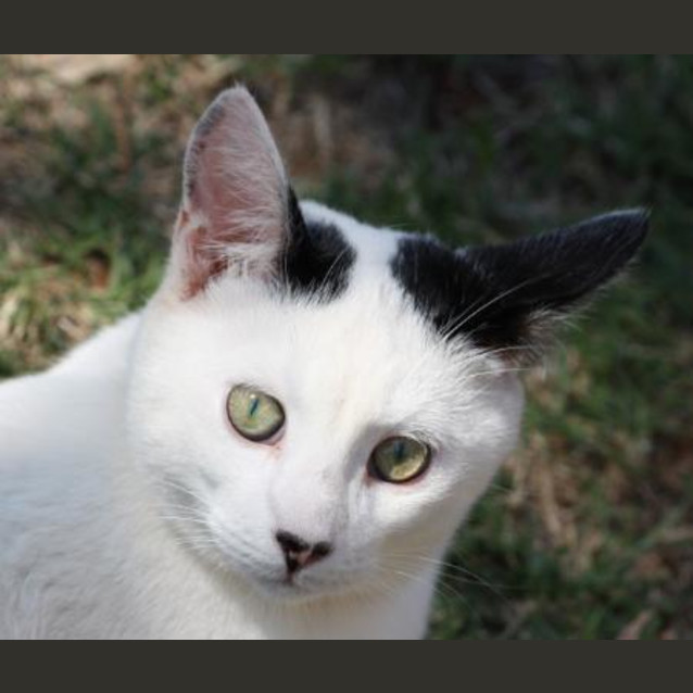 Photo of Zen/Adopted