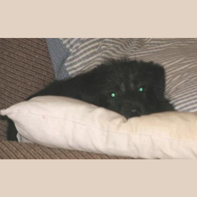 Photo of Zanna