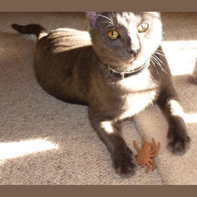 Photo of Bella