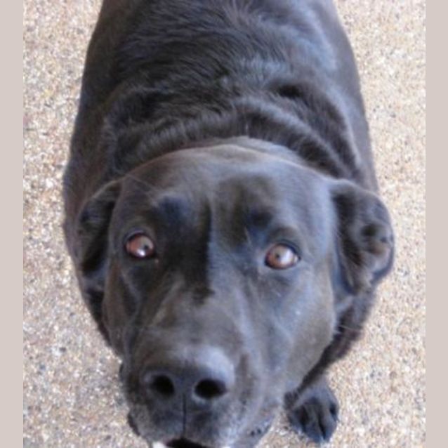 Photo of Biscuit