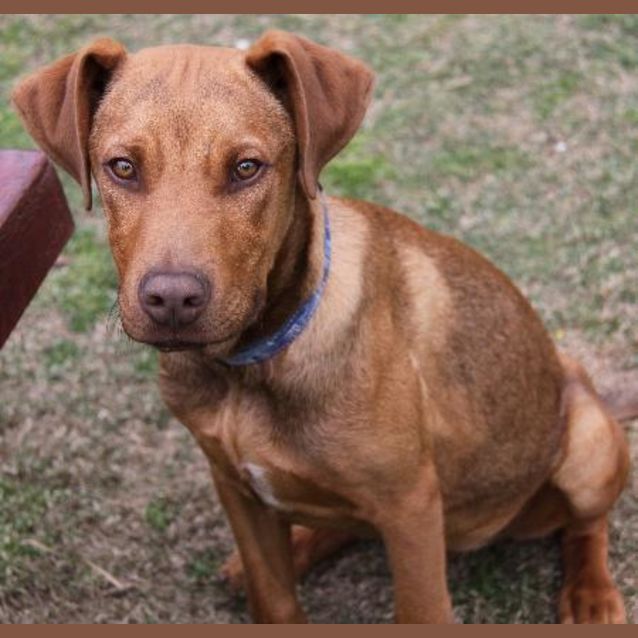 Photo of Bronson