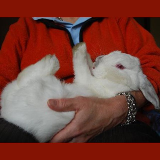 Photo of Matilda  Desexed And Vaccinated
