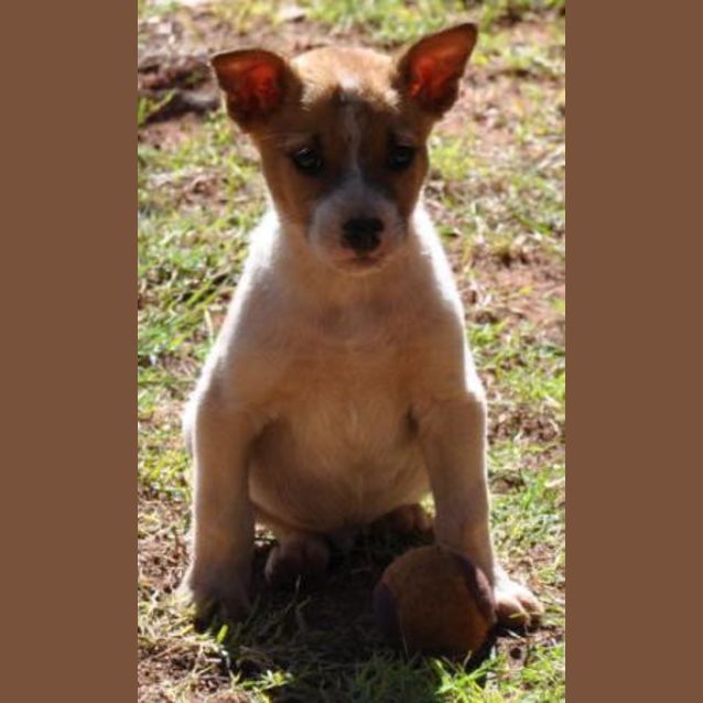 Photo of Django