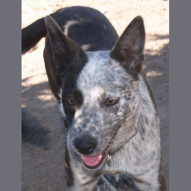 Photo of Tessa   Beautiful Family Dog