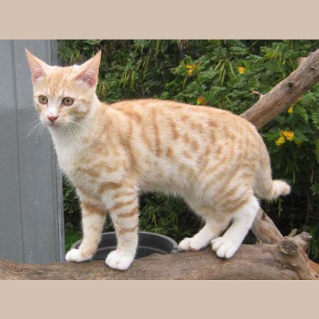 Photo of Wentworth Miller