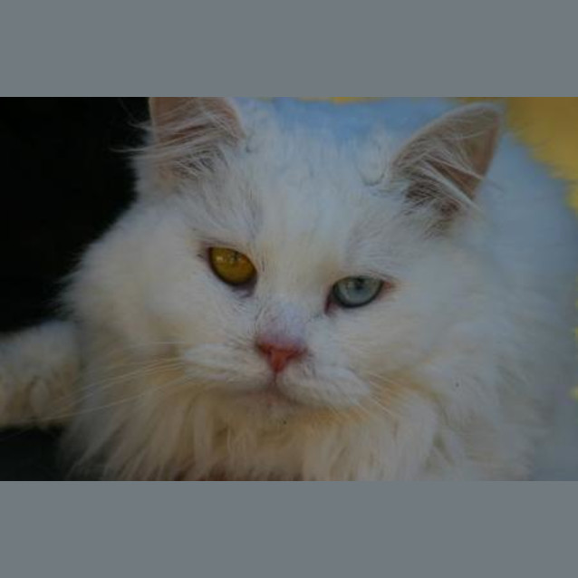 Photo of Winter The Exceptional Cat