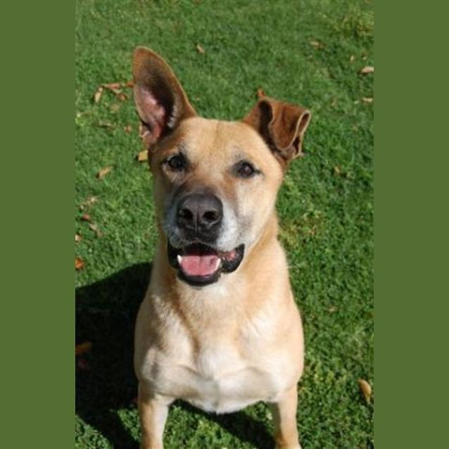 Photo of Mitch Is On Hold Pending Adoption