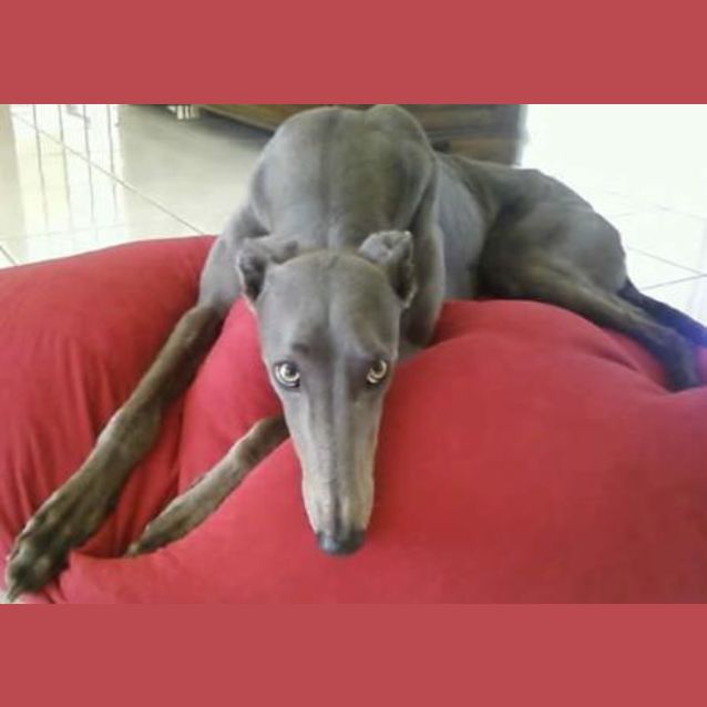Photo of Coco