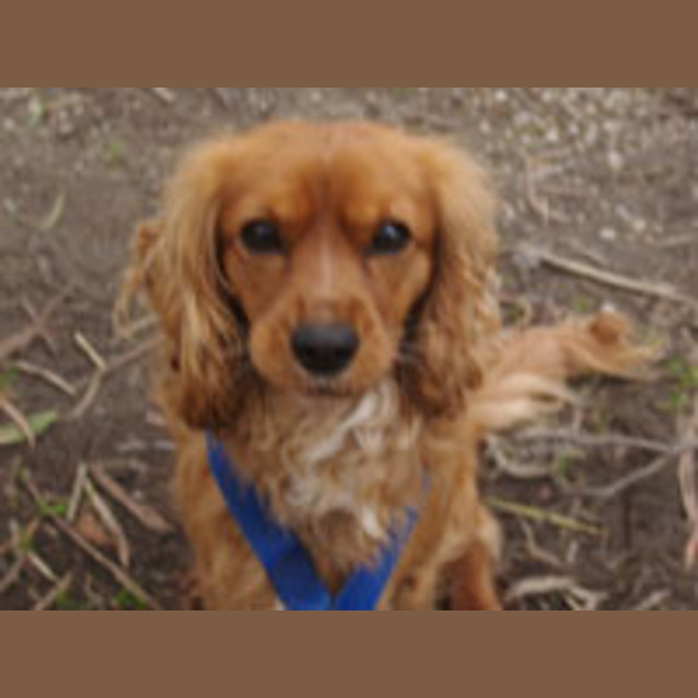 Photo of Sage