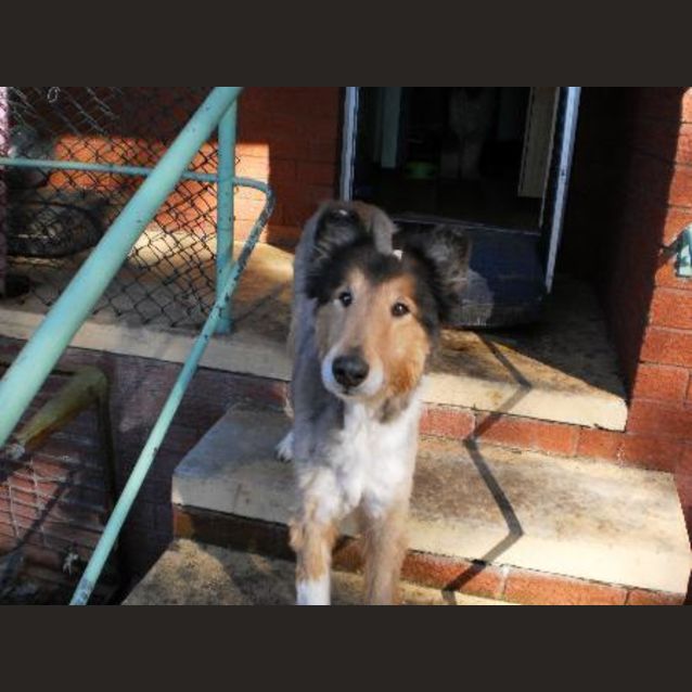 Photo of Lassie