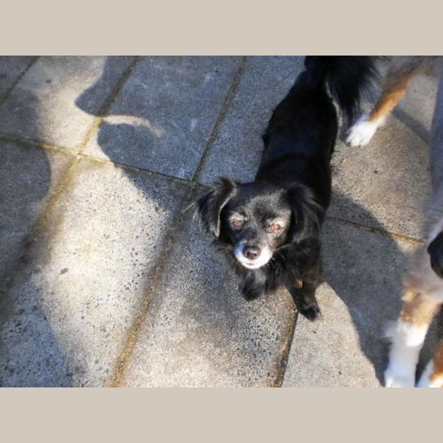 Photo of Blackie