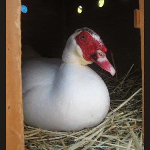 Photo of Maxie Duckie