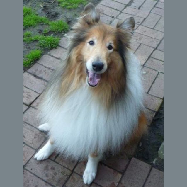 Photo of Laddie Has Been Adopted