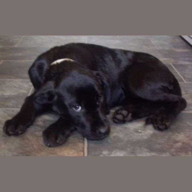 Photo of Cilla  Adopted