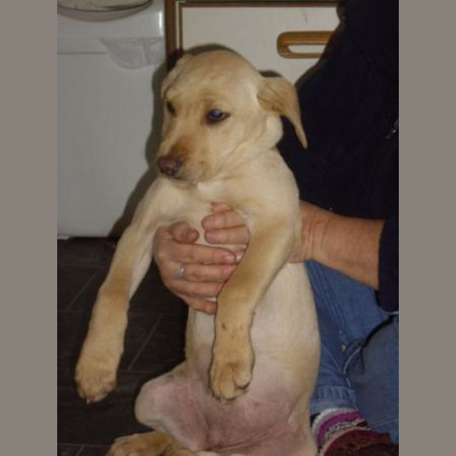 Photo of Blondie   Adopted