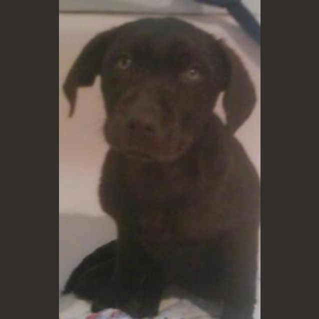 Photo of Buddy   Adopted