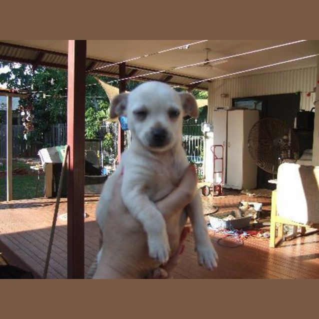 Photo of Ollie