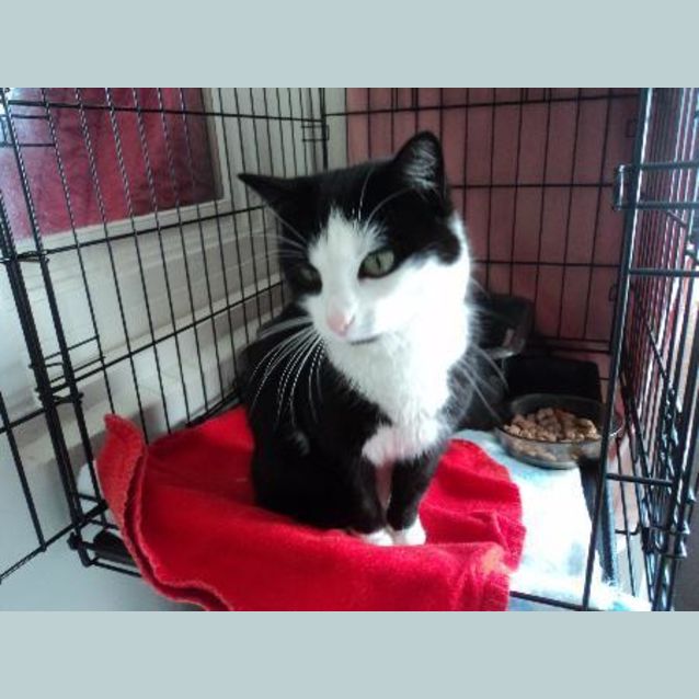 Photo of Rescue