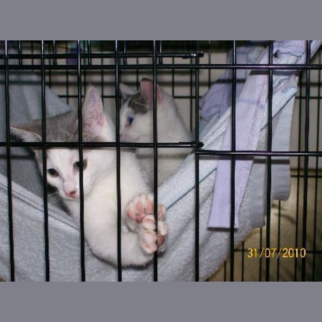 Photo of Twinkle
